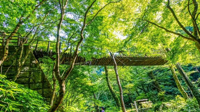 緑生い茂る夏の花貫渓谷にかかる吊橋