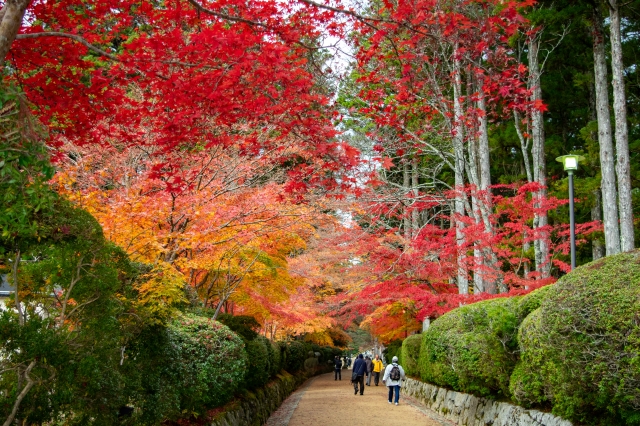 高野山の紅葉の風景