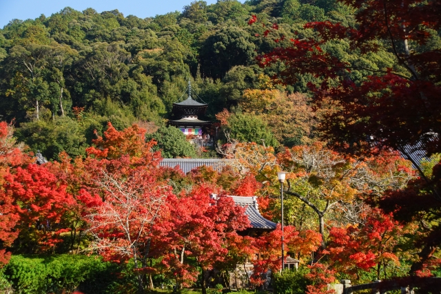 永観堂多宝塔の紅葉