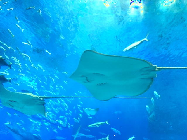 美ら海水族館のエイと魚たち
