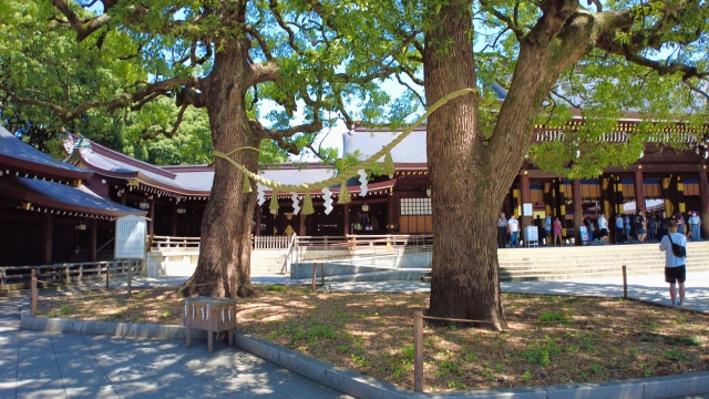 明治神宮 夫婦楠