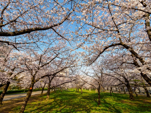 大阪城公園の桜並木